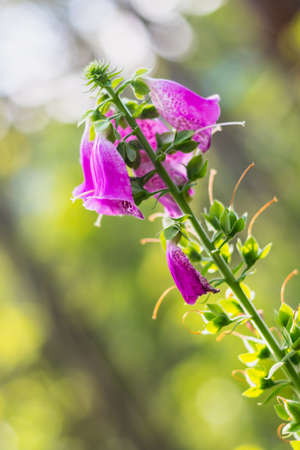 Digitalis purpurea - purple flowers of wild plant, summer day in nature