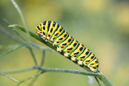 Caterpillar of Papilio machaon - Old World swallowtail - on fennelの写真素材