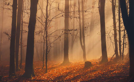 Autumn forest with colorful leaves and sun rays in misty fog