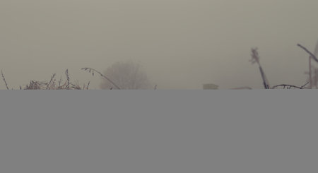 autumn landscape in the fog, field, hunting blind, trees, grass in the foregroundの写真素材