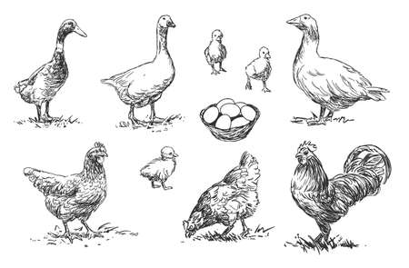 Poultry - set of farm animals illustrations, black and white drawingsのイラスト素材