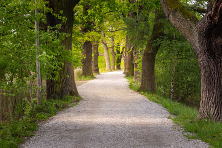 path with a tree alley in the forest