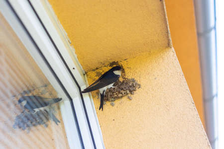 bird - Common house martin building a nest on the wall outside the windowの写真素材