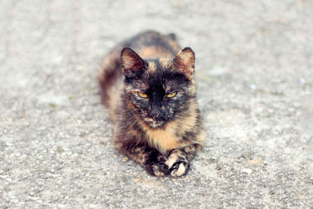 the tortoiseshell cat lies on the ground and restsの写真素材