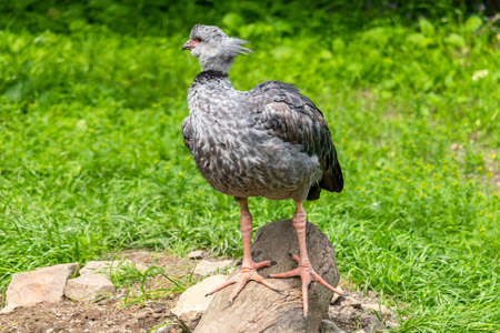 Southern screamer - big water bird, standing on a lying tree trunkの写真素材