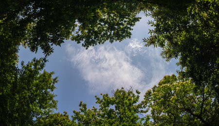 view of the sky between the treetops - blue sky framed by tree branchesの写真素材