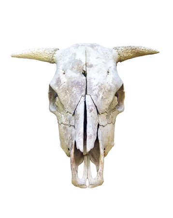 animal skull - bull skull isolated on white backgroundの写真素材
