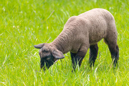 lamb in the grass - Suffolk sheep on pasture, side view
