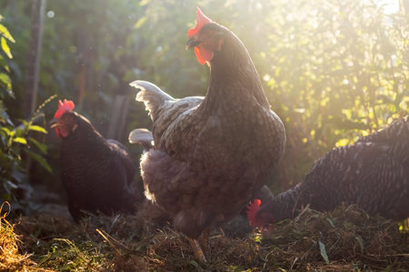 Free range Hens - blue and gray-colored hen in gardenの写真素材