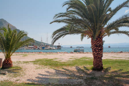 palm tree on the beach by the sea, Omis, Croatia