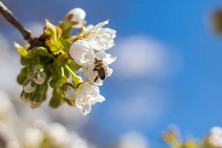 cherry blossoms in bloom on a branch with pollinating bee, sunny spring day with blue sky, close-up...