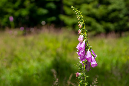 pink foxglove flowers, plant with blooming flowers and green buds, in a meadow, close-up viewの写真素材