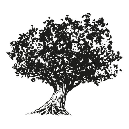 olive tree - black and white drawing illustrationのイラスト素材