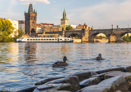 ducks on the river Vltava with the Charles Bridge and Old Town Bridge Tower, Prague, Czech republicの写真素材