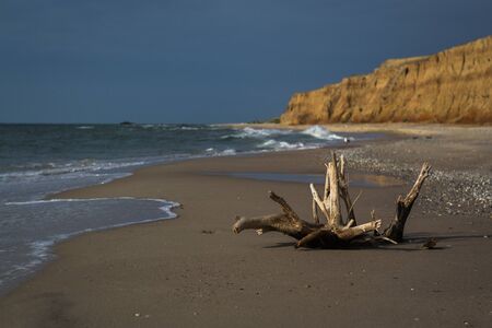 Driftwood on sea beach.の写真素材