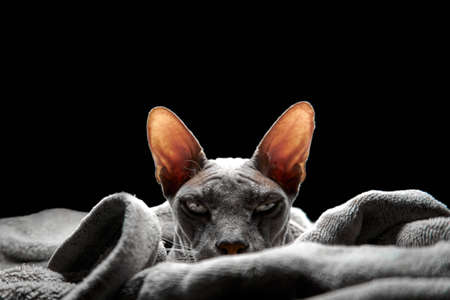 Creepy sphinx on black background.の写真素材