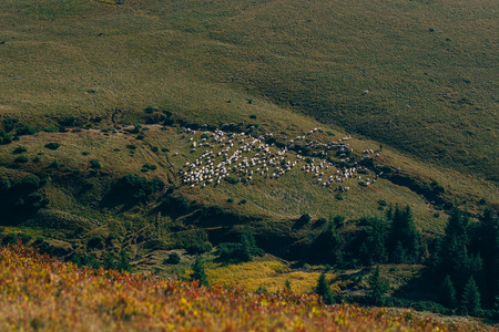 Landscape in autumn mountains with sheeps flock far away. Carphatian mountainの写真素材