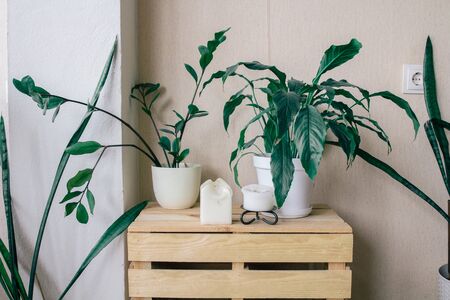 Scandinavian room interior with shelf and beautiful houseplants and accessories on it.の写真素材