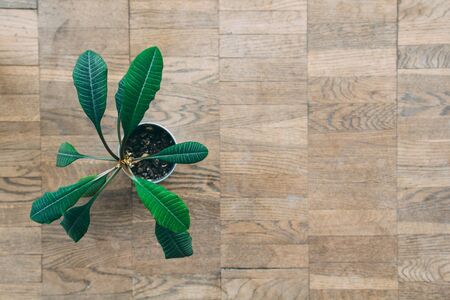 Close up of polished oak parquet flooring tiles with green plant in a pot on itの写真素材