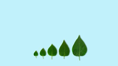 Lilac green leaves pulsing gradient from small to big. Creative photo animation. Copy space, for text and lodo. Spring time, top view, light blue background. Trend sunlight patternの写真素材