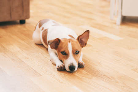 Jack Russell terrier dog sitting and resting at home on the floor and looking sadの写真素材