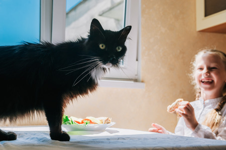 Child girl feeding a black cat in the kitchen.の写真素材