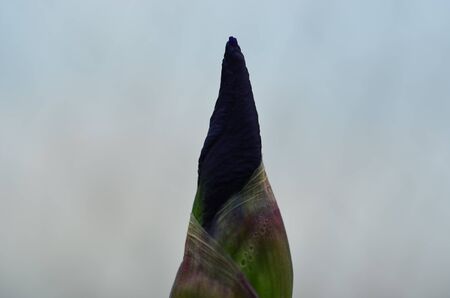 Iris flower bud on grey backgroundの写真素材