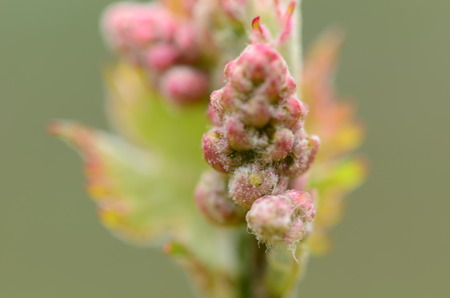 Bud break of wine grapevinesの写真素材