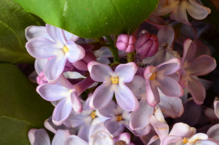 Violet lilacの写真素材