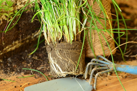 Planting of parsley.の写真素材