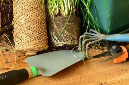 Planting of chives with gardening tools.