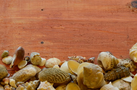 Shells on brown wooden backgroundの写真素材