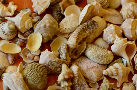 Shells on wooden background