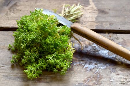Bunch of basil with vintage special knife for cutting herbs.の写真素材