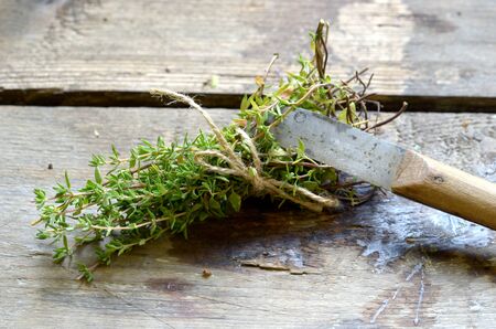 Bunch of thyme with vintage special knife for cutting herbs.の写真素材