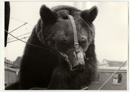 THE CZECHOSLOVAK SOCIALIST REPUBLIC - CIRCA 1970s: Vintage photo shows circus bear with muzzle.のeditorial素材