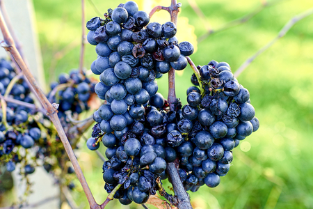 Blue vine grapes. Grapes for making ice wine. Detailed view of a frozen grape vines in a vineyard in autumn.の写真素材