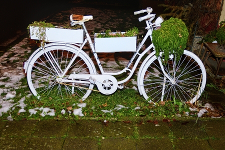 Old white bicycle with out of bloom flowers in winter.の写真素材