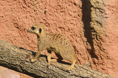 The meerkat or suricate on tree trunk.の写真素材