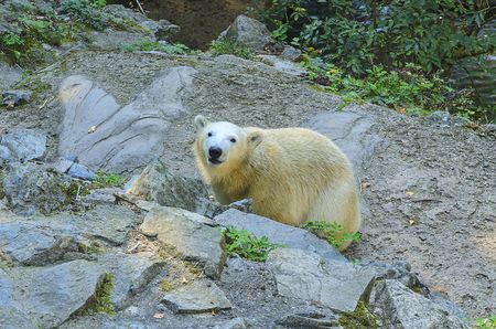 Polar bear. Geographic Range: throughout the ice-covered waters of the circumpolar Arctic, and their range is limited by the southern extent of sea ice.の写真素材