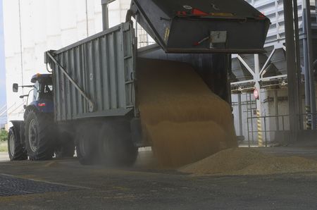Just harvested corn inside a trailer. Grain poured from trailer into a silo for processingのeditorial素材