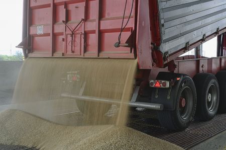 Just harvested corn inside a trailer. Grain poured from trailer into a silo for processingのeditorial素材