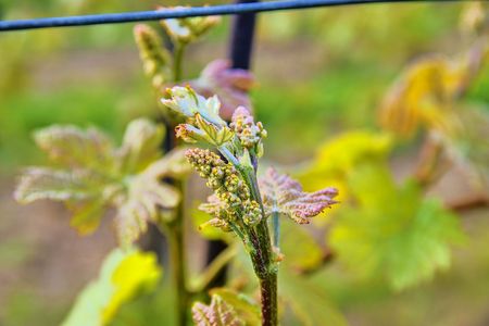 Bud break of grapevine on green backgound. Vineyard in spring. Close-up. Viniculture and winery conceptの写真素材