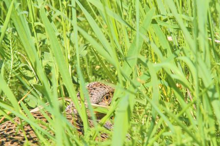 Female Common Pheasant sitting in its nest in grassの写真素材