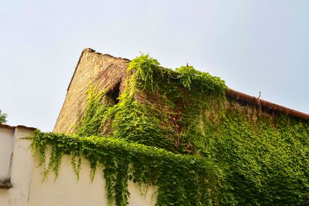 Ivy on an old bulding. Romantic urban sceneryの写真素材