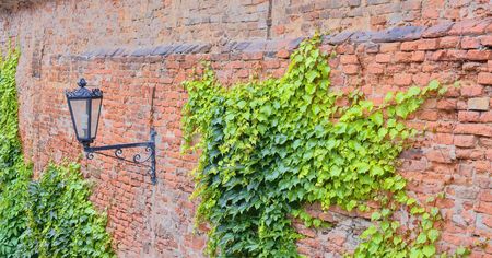 Ivy on red brick wall. Old fashioned urban lighting on red wallの写真素材