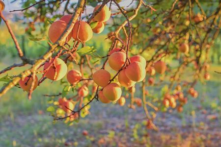 Bright beautiful juicy ripe orange apricots. The concept of the summer harvest, canning. Apricot day. Sunset and apricots. View on apricot during sunsetの写真素材