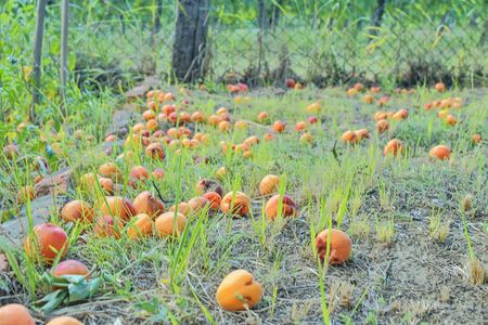 Fallen and rotten apricots on grass. Rural and summer concept