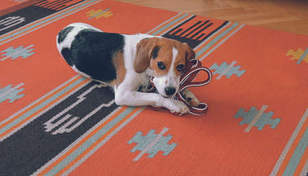 Small beagle holding the leash and waiting for a walk. Dog waiting for walk with his ownerの写真素材