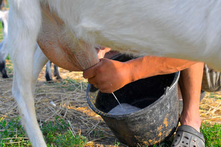 The owner milking his goat with in the village. Close-up of a farmers hand milking a goat on a dairy farm. Farmer milking a goat on a dairy farm. The owner milking his goat on a dairy farmの写真素材
